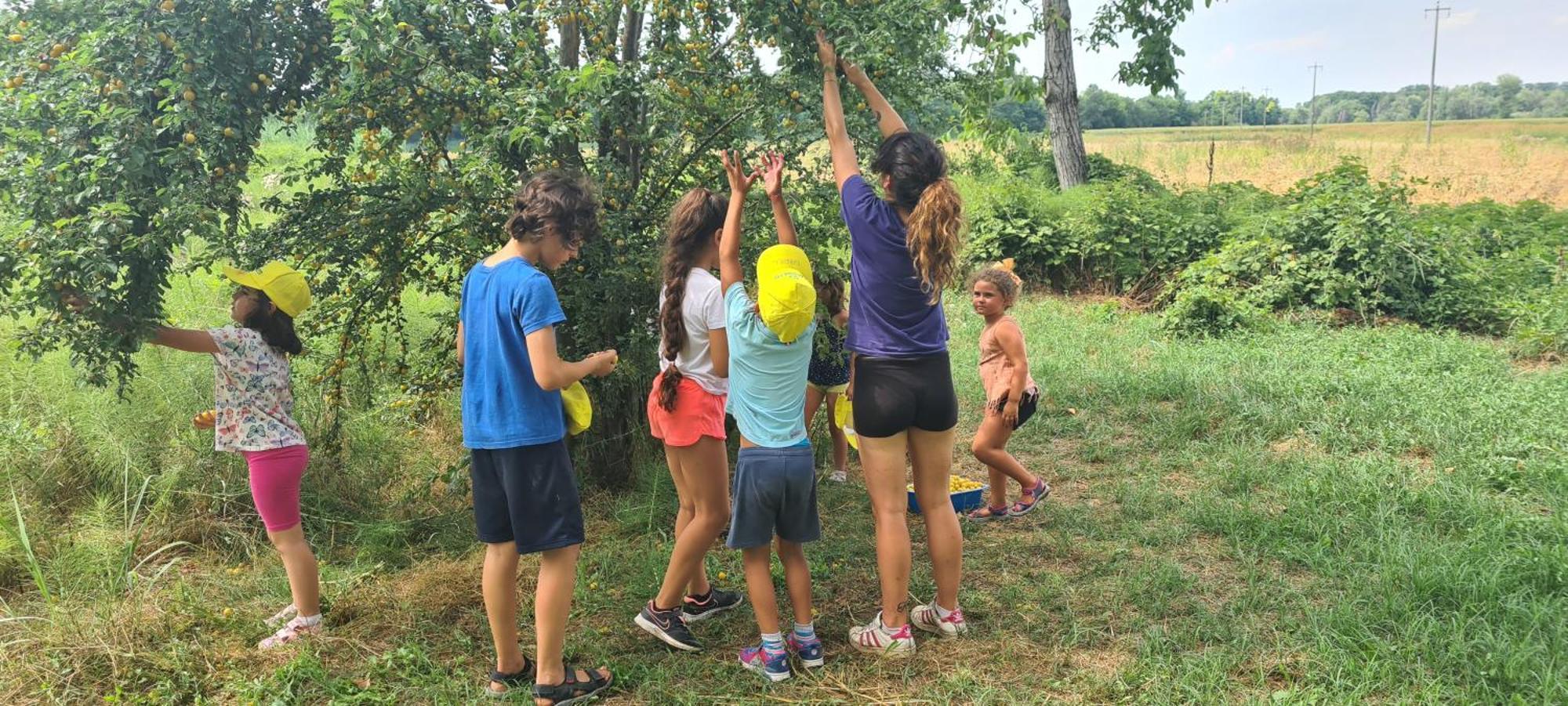 Agriturismo Il Campagnino Cremona Eksteriør billede