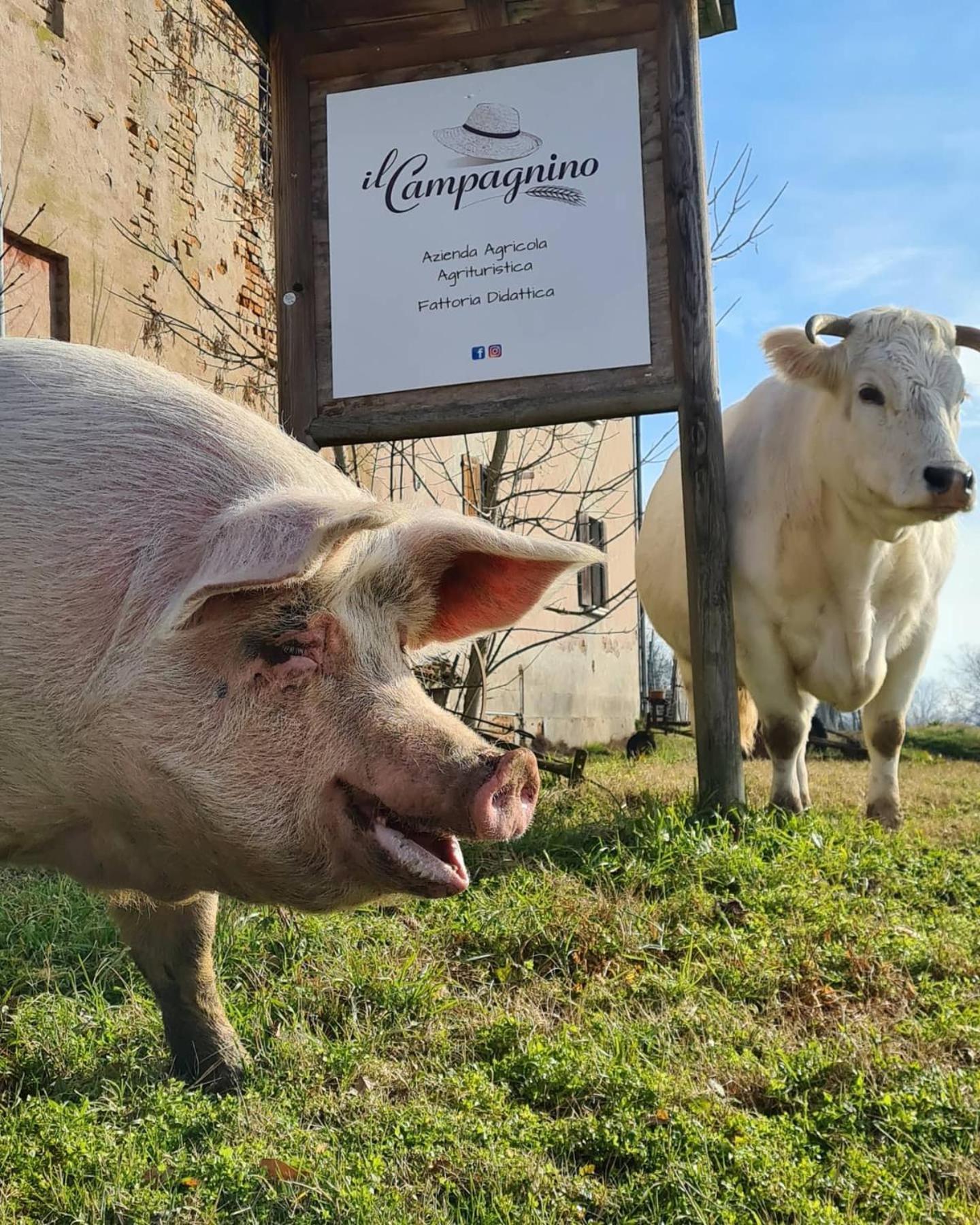 Agriturismo Il Campagnino Cremona Eksteriør billede