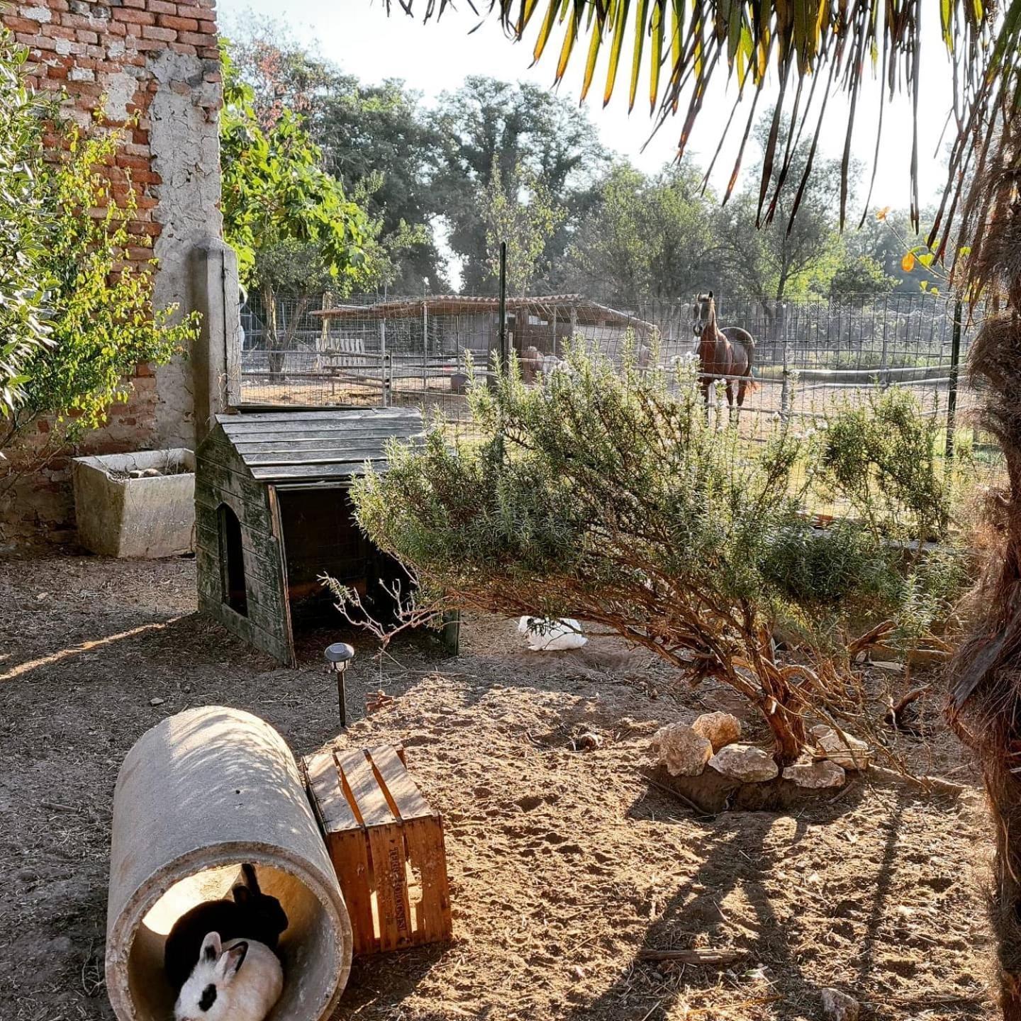 Agriturismo Il Campagnino Cremona Eksteriør billede
